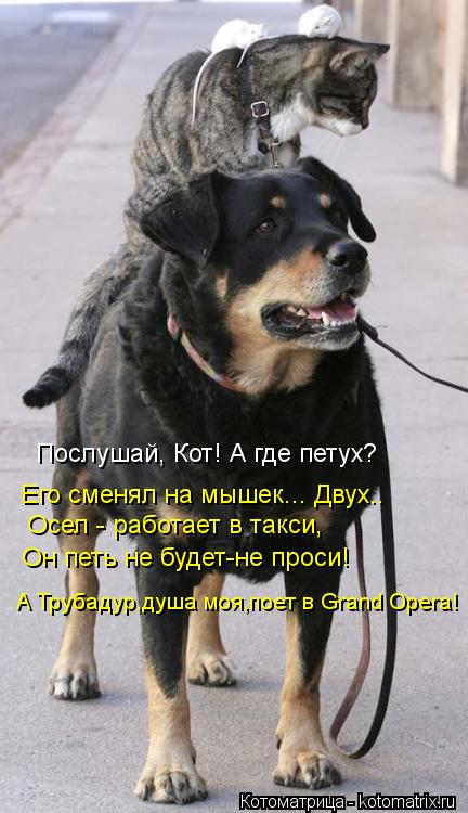 Послушай, Кот! А где петух? Его сменял на мышек... Двух.. Осел - работает в такси, Он петь не будет-н... Котоматрица: Послушай, Кот! А где петух? Его сменял на мышек... Двух.. Осел - работает в такси, Он петь не будет-не проси! А Трубадур,душа моя,поет в Grand Opera!