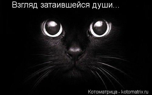 Взгляд затаившейся души...... Котоматрица: Взгляд затаившейся души...