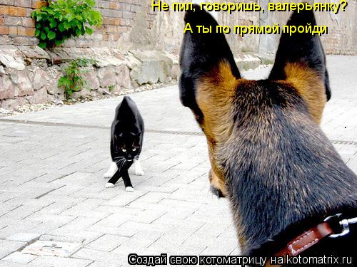 Не пил, говоришь, валерьянку? А ты по прямой пройди... Котоматрица: Не пил, говоришь, валерьянку? А ты по прямой пройди