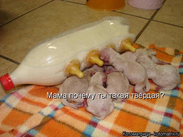 Мама почему ты такая твёрдая?... Котоматрица: Мама почему ты такая твёрдая?