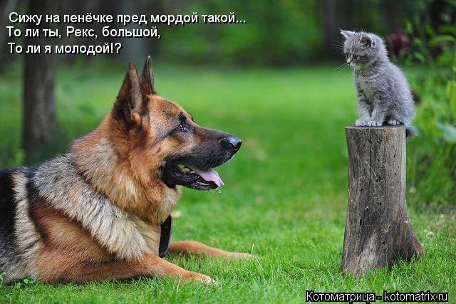Сижу на пенёчке пред мордой такой... То ли я молодой!? То ли ты, Рекс, большой,... Котоматрица: Сижу на пенёчке пред мордой такой... То ли я молодой!? То ли ты, Рекс, большой,
