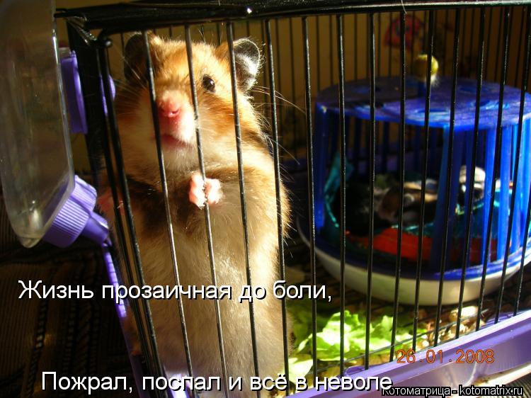 Жизнь прозаичная до боли, Пожрал, поспал и всё в неволе... Котоматрица: Жизнь прозаичная до боли, Пожрал, поспал и всё в неволе