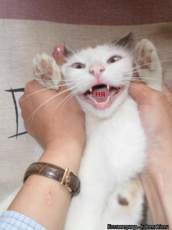 Котоматрица: ня