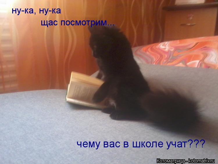 Котоматрица: ну-ка, ну-ка щас посмотрим... чему вас в школе учат???