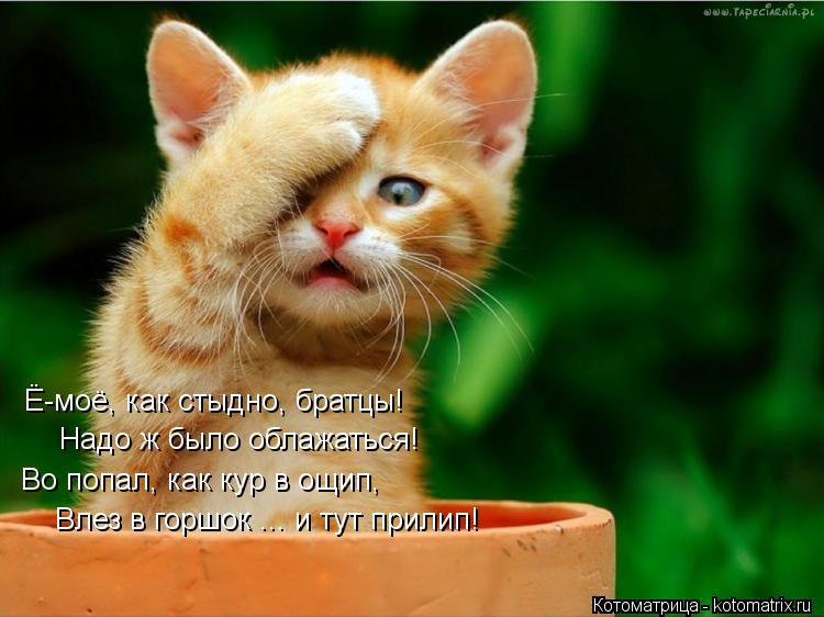 Ё-моё, как стыдно, братцы! Надо ж было облажаться! Во попал, как кур в ощип, Влез в горшок ... и тут... Котоматрица: Ё-моё, как стыдно, братцы! Надо ж было облажаться! Во попал, как кур в ощип, Влез в горшок ... и тут прилип!