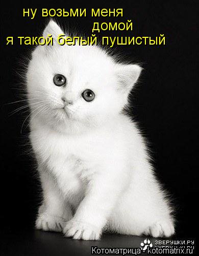 ну возьми меня домой я такой белый пушистый... Котоматрица: ну возьми меня домой я такой белый пушистый
