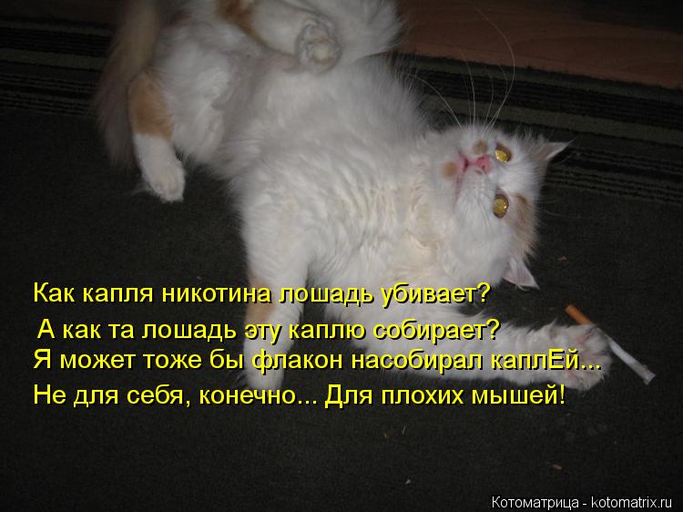 Как капля никотина лошадь убивает? А как та лошадь эту каплю собирает? Я может тоже бы флакон насобир... Котоматрица: Как капля никотина лошадь убивает? А как та лошадь эту каплю собирает? Я может тоже бы флакон насобирал каплЕй... Не для себя, конечно... Для пл