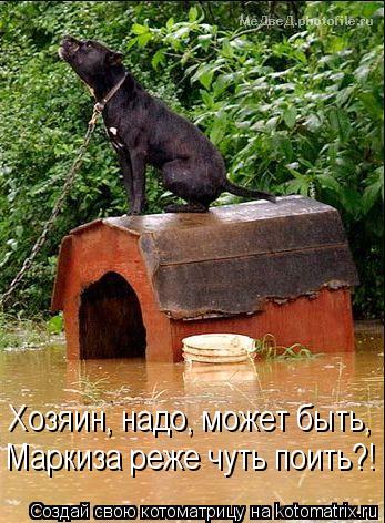 Котоматрица: Хозяин, надо, может быть, Маркиза реже чуть поить?!