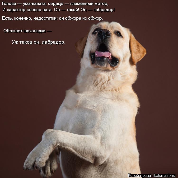 Котоматрица: Голова — ума-палата, сердце — пламенный мотор, И характер словно вата. Он — такой! Он — лабрадор! Есть, конечно, недостатки: он обжора из обж