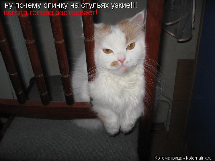 Котоматрица: ну почему спинку на стульях узкие!!! ну почему спинку на стульях узкие!!! всегда голова застревает всегда голова застревает!