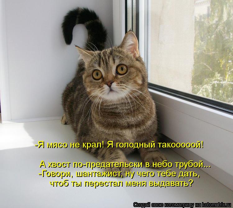 Котоматрица: -Я мясо не крал! Я голодный такооооой! А хвост по-предательски в небо трубой... -Говори, шантажист, ну чего тебе дать, чтоб ты перестал меня выд