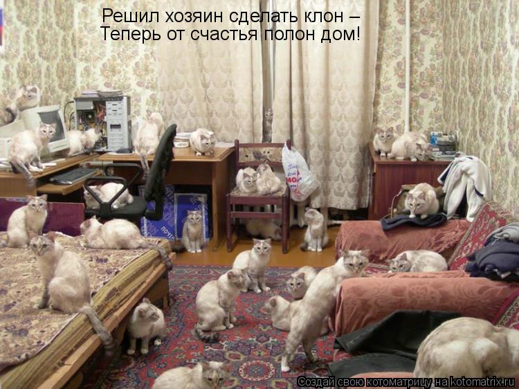 Котоматрица: Решил хозяин сделать клон – Теперь от счастья полон дом!