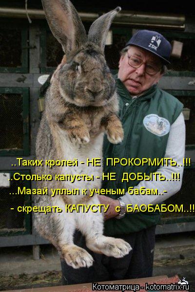 Котоматрица: ..Таких кролей - НЕ  ПРОКОРМИТЬ..!!! ..Столько капусты - НЕ  ДОБЫТЬ..!!! ...Мазай уплыл к ученым бабам..-  - скрещать КАПУСТУ  с  БАОБАБОМ..!!!