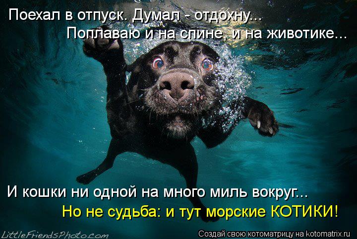 Котоматрица: Поехал в отпуск. Думал - отдохну... Поплаваю и на спине, и на животике... И кошки ни одной на много миль вокруг... Но не судьба: и тут морские КОТИ