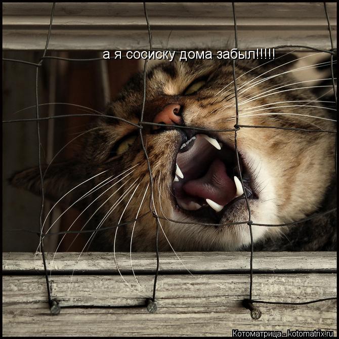 Котоматрица: а я сосиску дома забыл!!!!!