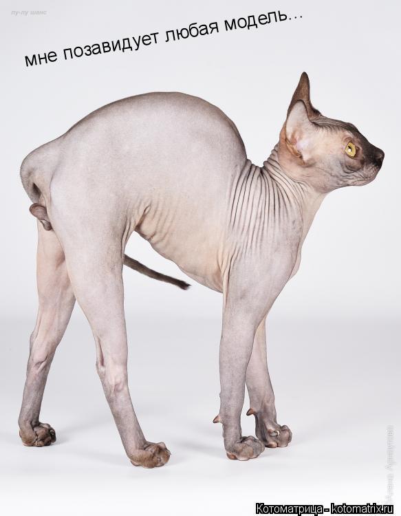 мне позавидует любая модель...... Котоматрица: мне позавидует любая модель...