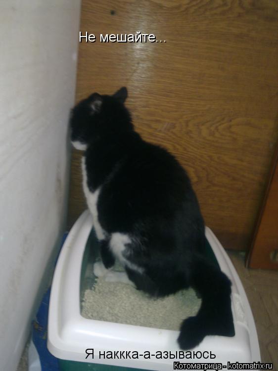 Не мешайте... Я наккка-а-азываюсь... Котоматрица: Не мешайте... Я наккка-а-азываюсь
