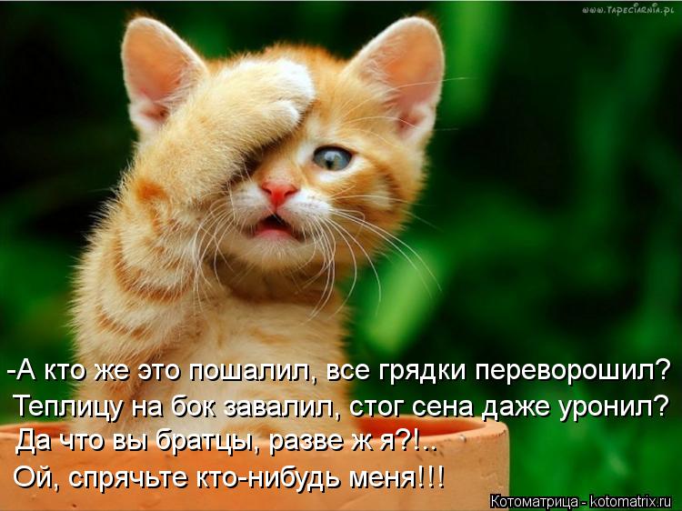 -А кто же это пошалил, все грядки переворошил? Теплицу на бок завалил, стог сена даже уронил? Да что ... Котоматрица: -А кто же это пошалил, все грядки переворошил? Теплицу на бок завалил, стог сена даже уронил? Да что вы братцы, разве ж я?!.. Ой, спрячьте кто-ниб