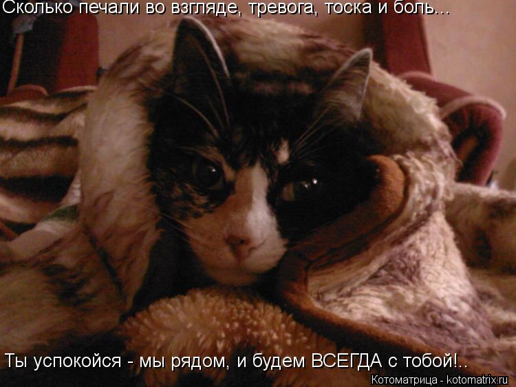 Котоматрица: Сколько печали во взгляде, тревога, тоска и боль... Ты успокойся - мы рядом, и будем ВСЕГДА с тобой!..