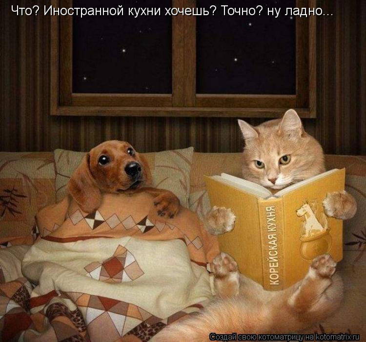 Котоматрица: Что? Иностранной кухни хочешь? Точно? ну ладно...