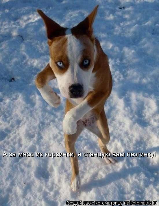 А за мясо из корзинки, я станцую вам лезгинку!... Котоматрица: А за мясо из корзинки, я станцую вам лезгинку!