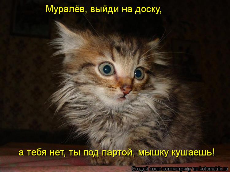 Муралёв, выйди на доску, а тебя нет, ты под партой, мышку кушаешь!... Котоматрица: Муралёв, выйди на доску, а тебя нет, ты под партой, мышку кушаешь!
