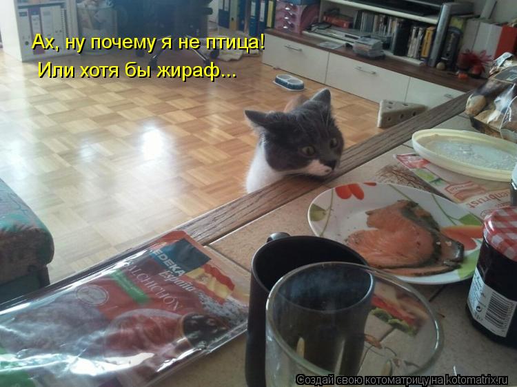Котоматрица: Ах, ну почему я не птица! Или хотя бы жираф...