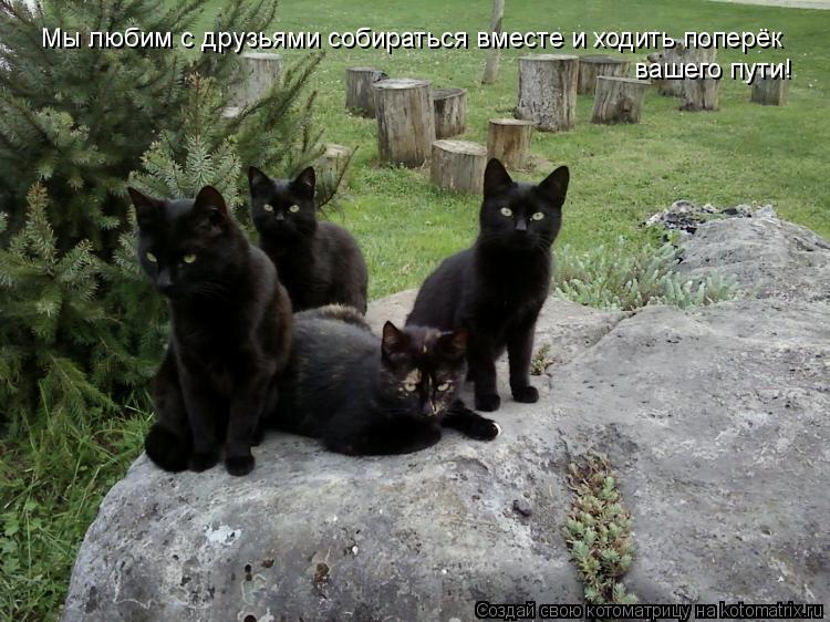 Мы любим с друзьями собираться вместе и ходить поперёк вашего пути!... Котоматрица: Мы любим с друзьями собираться вместе и ходить поперёк вашего пути!