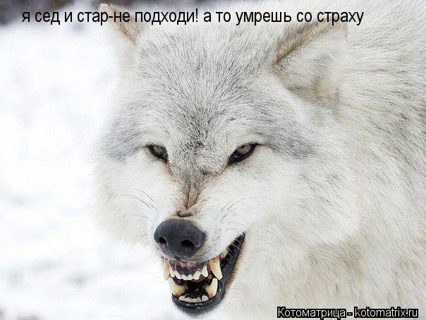 Котоматрица: я сед и стар-не подходи! а то умрешь со страху