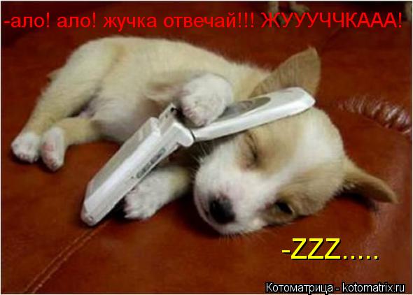 Котоматрица: -ало! ало! жучка отвечай!!! ЖУУУЧЧКААА! -ZZZ.....