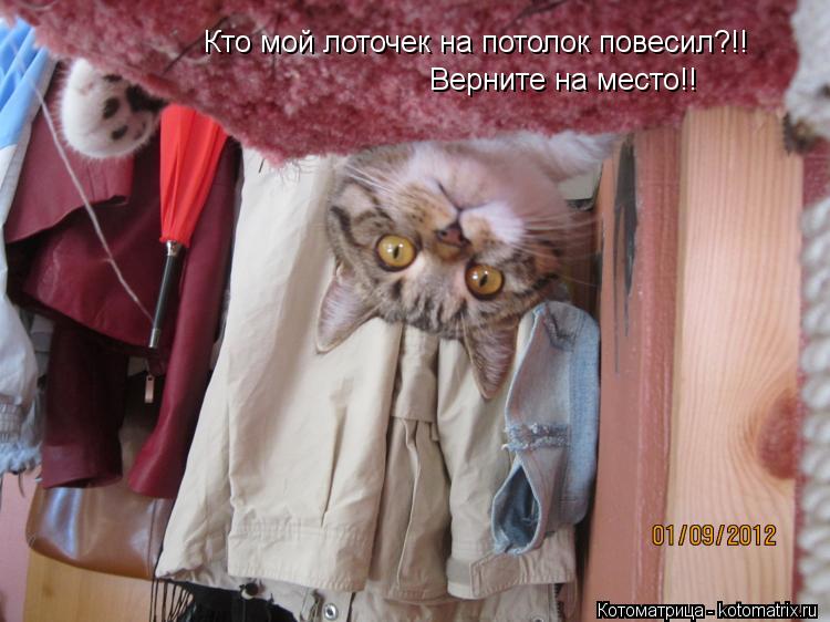 Котоматрица: Кто мой лоточек на потолок повесил?!! Верните на место!!