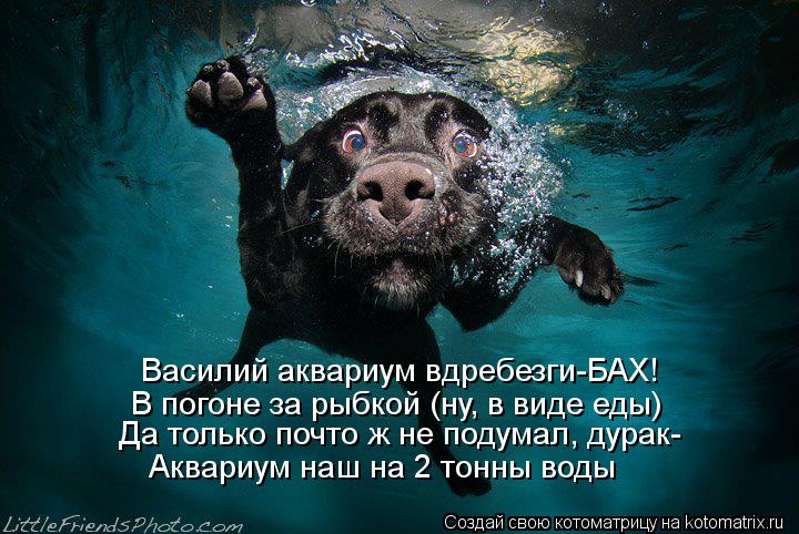 Котоматрица: Василий аквариум вдребезги-БАХ! В погоне за рыбкой (ну, в виде еды) Да только почто ж не подумал, дурак- Аквариум наш на 2 тонны воды