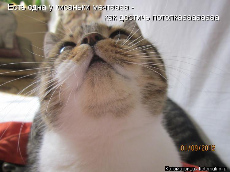 Котоматрица: Есть одна у кисаньки мечтаааа - как достичь потолкааааааааа