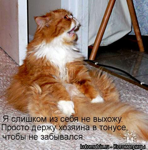 Котоматрица: Я слишком из себя не выхожу. Просто держу хозяина в тонусе, чтобы не забывался.