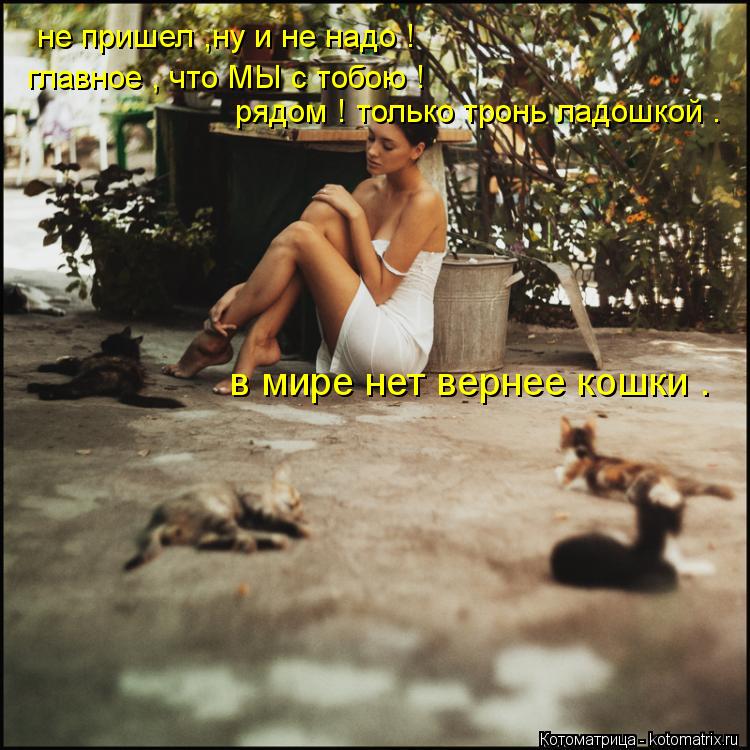 не пришел ,ну и не надо ! главное , что МЫ с тобою ! рядом ! только тронь ладошкой . в мире нет верн... Котоматрица: не пришел ,ну и не надо ! главное , что МЫ с тобою ! рядом ! только тронь ладошкой . в мире нет вернее кошки .