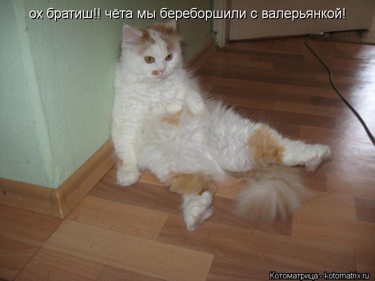 Котоматрица: ох братиш!! чёта мы береборшили с валерьянкой!