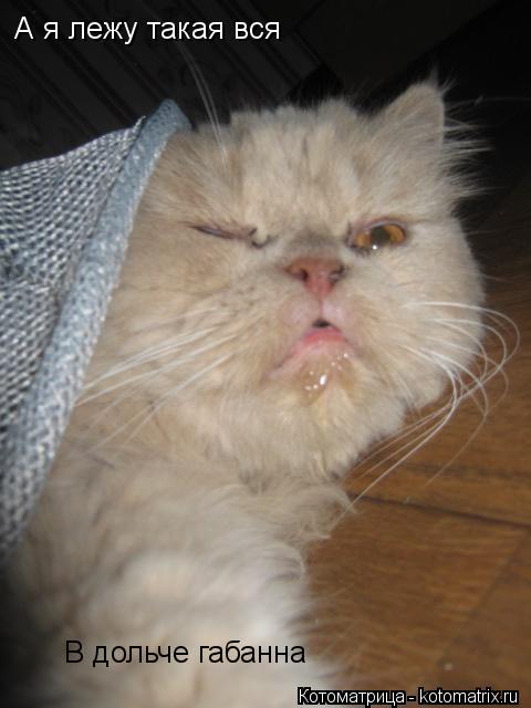 Котоматрица: А я лежу такая вся В дольче габанна