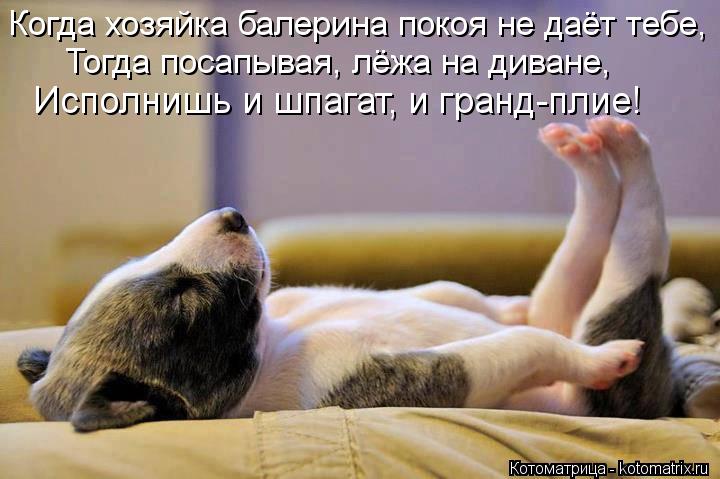 Котоматрица: Когда хозяйка балерина покоя не даёт тебе, Тогда посапывая, лёжа на диване, Исполнишь и шпагат, и гранд-плие!