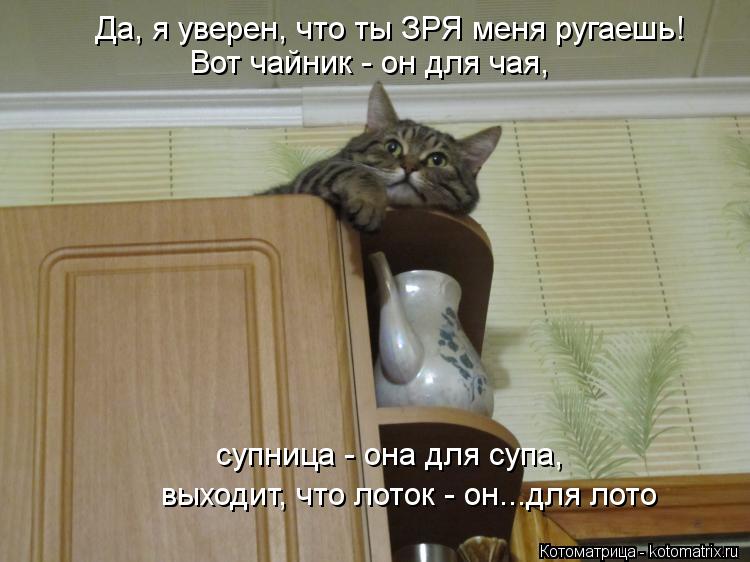 Котоматрица: Да, я уверен, что ты ЗРЯ меня ругаешь! Вот чайник - он для чая, супница - она для супа, выходит, что лоток - он...для лото