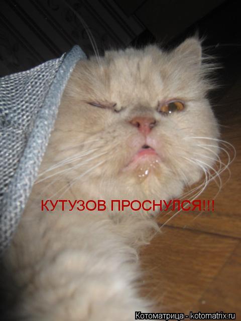 Котоматрица: КУТУЗОВ ПРОСНУЛСЯ!!!