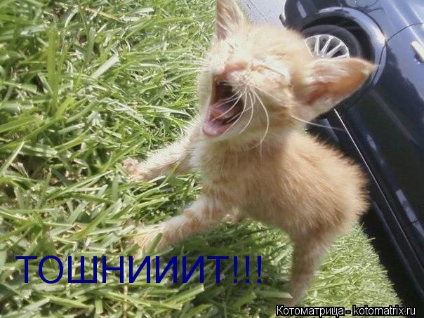 Котоматрица: ТОШНИИИТ!!!