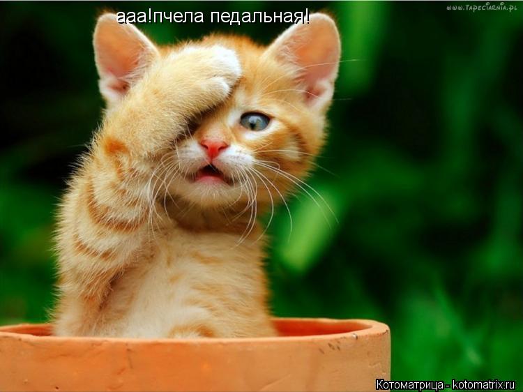 Котоматрица: ааа!пчела педальная!