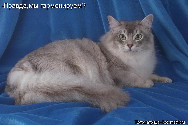 Котоматрица: -Правда,мы гармонируем?