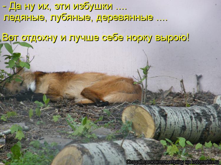 Котоматрица: - Да ну их, эти избушки ....  ледяные, лубяные, деревянные .... Вот отдохну и лучше себе норку вырою!