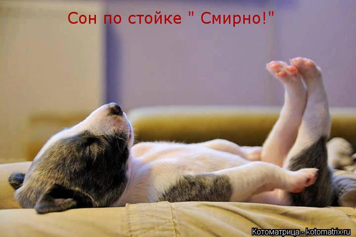 Котоматрица: Сон по стойке " Смирно!"