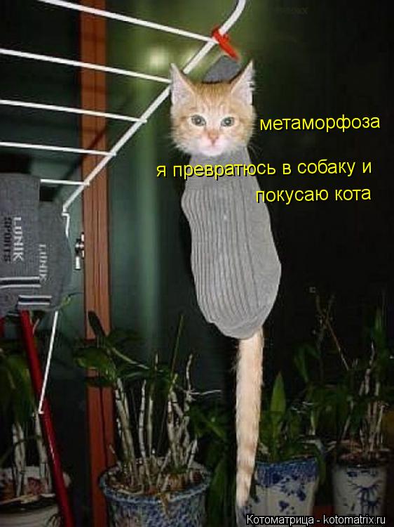 метаморфоза я превратюсь в собаку и покусаю кота... Котоматрица: метаморфоза я превратюсь в собаку и покусаю кота