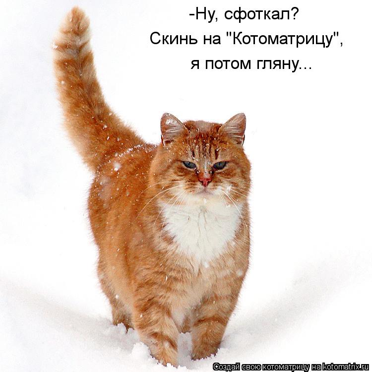 Котоматрица: -Ну, сфоткал? Скинь на "Котоматрицу",  я потом гляну...