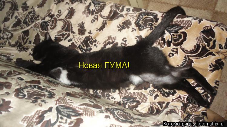 Новая ПУМА!... Котоматрица: Новая ПУМА!