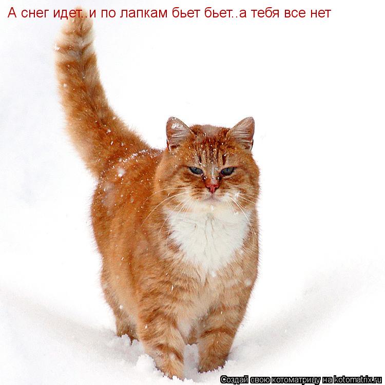 Котоматрица: А снег идет..и по лапкам бьет бьет..а тебя все нет