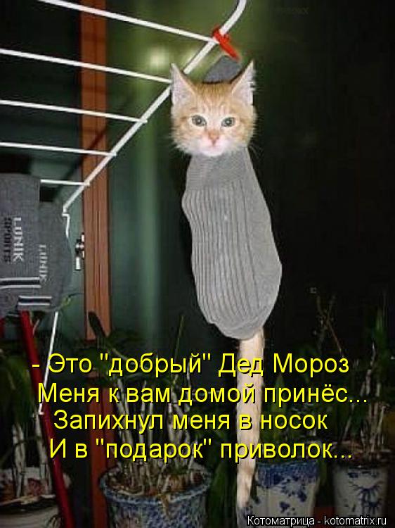 Котоматрица: - Это "добрый" Дед Мороз Меня к вам домой принёс... Запихнул меня в носок И в "подарок" приволок...